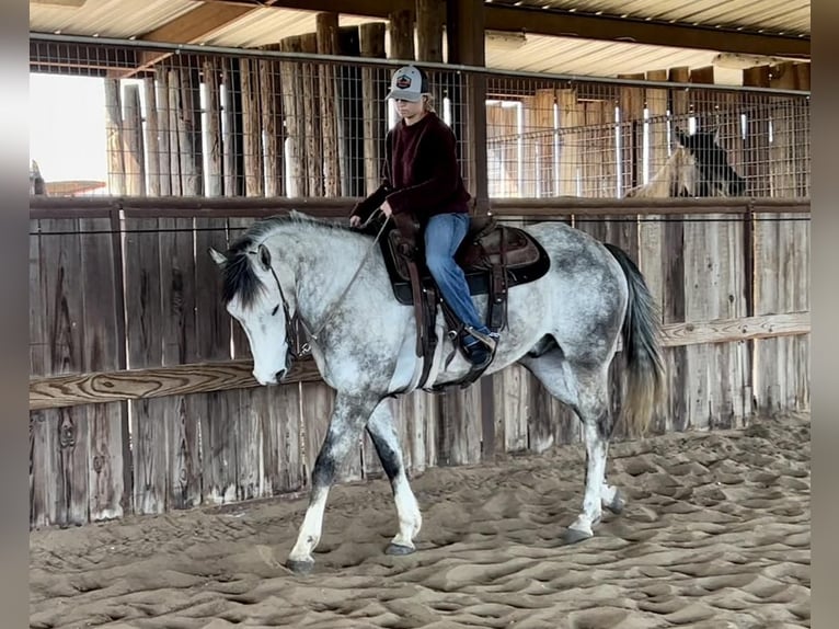 Quarterhäst Valack 5 år 152 cm Grå in Ravenna, TX