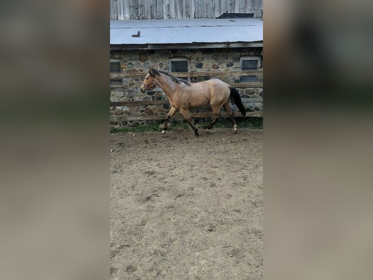 Quarterhäst Valack 5 år 152 cm Gulbrun in Birch Run, MI