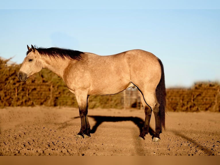 Quarterhäst Valack 5 år 152 cm Gulbrun in Canyon