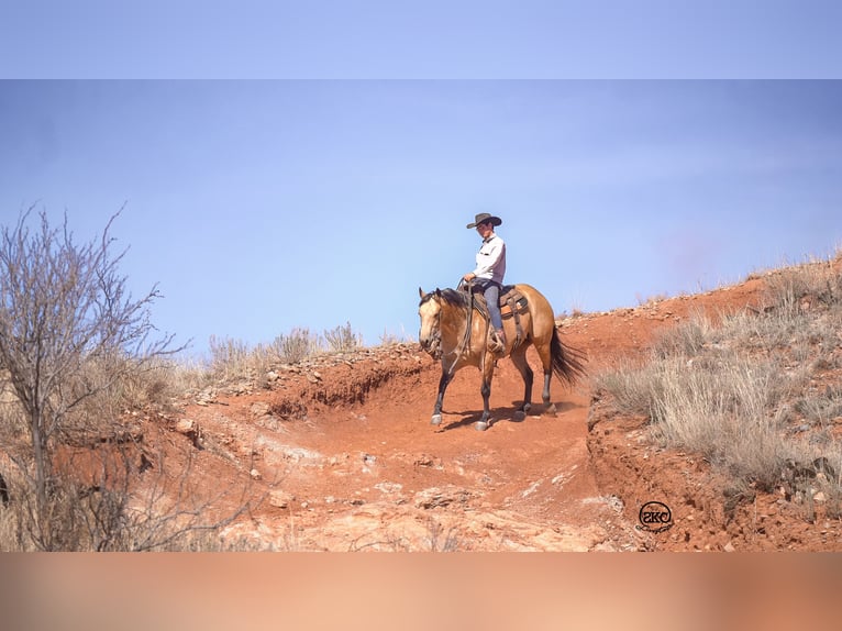 Quarterhäst Valack 5 år 152 cm Gulbrun in Canyon