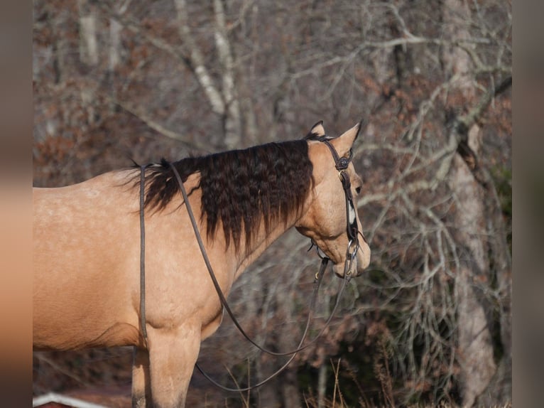 Quarterhäst Valack 5 år 152 cm Gulbrun in Fresno