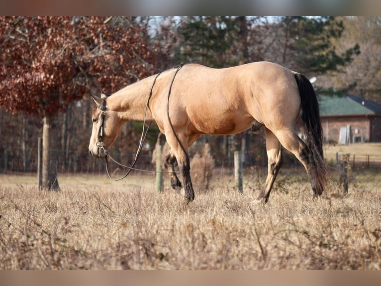 Quarterhäst Valack 5 år 152 cm Gulbrun in Fresno