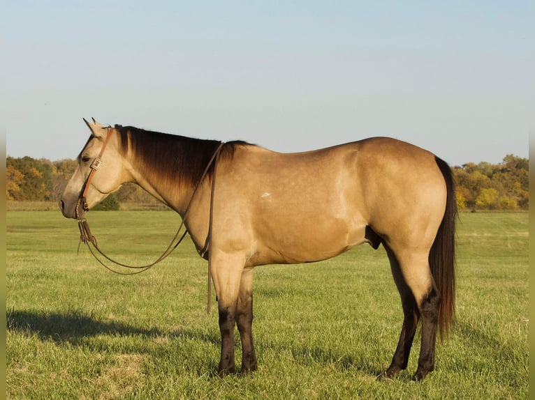 Quarterhäst Valack 5 år 152 cm Gulbrun in BuffalO