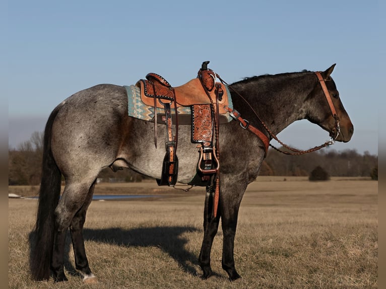 Quarterhäst Valack 5 år 152 cm Konstantskimmel in Buffalo