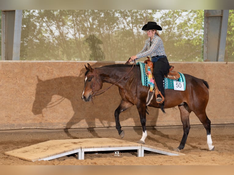 Quarterhäst Valack 5 år 152 cm Mörkbrun in Memmingen