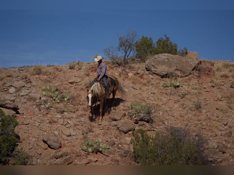 Quarterhäst Valack 5 år 152 cm Palomino in Canyon, TX