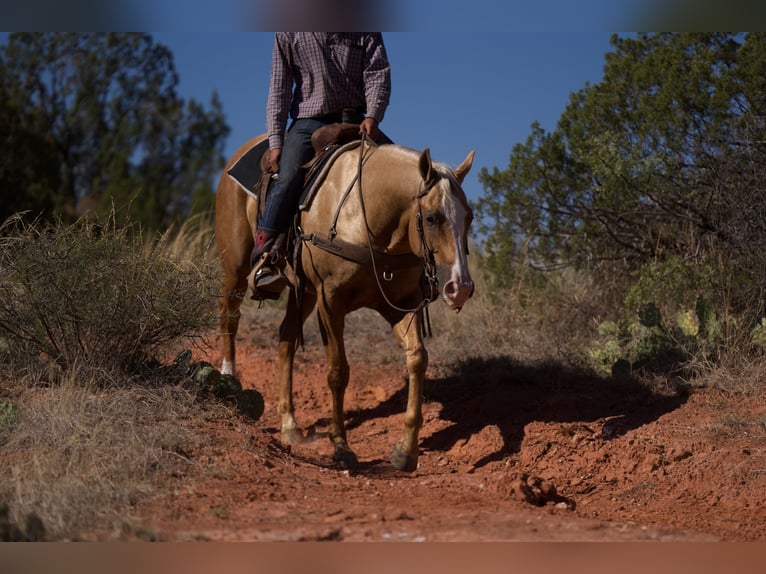 Quarterhäst Valack 5 år 152 cm Palomino in Canyon, TX