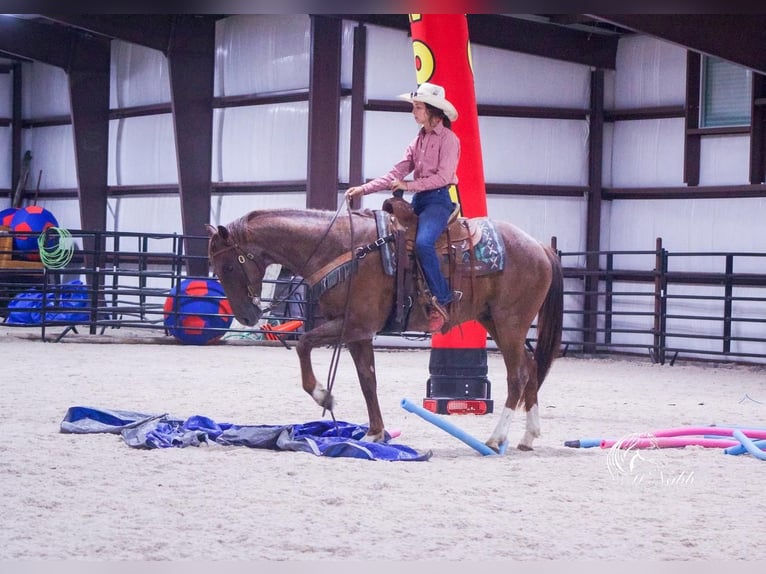 Quarterhäst Valack 5 år 152 cm Rödskimmel in Cody, WY