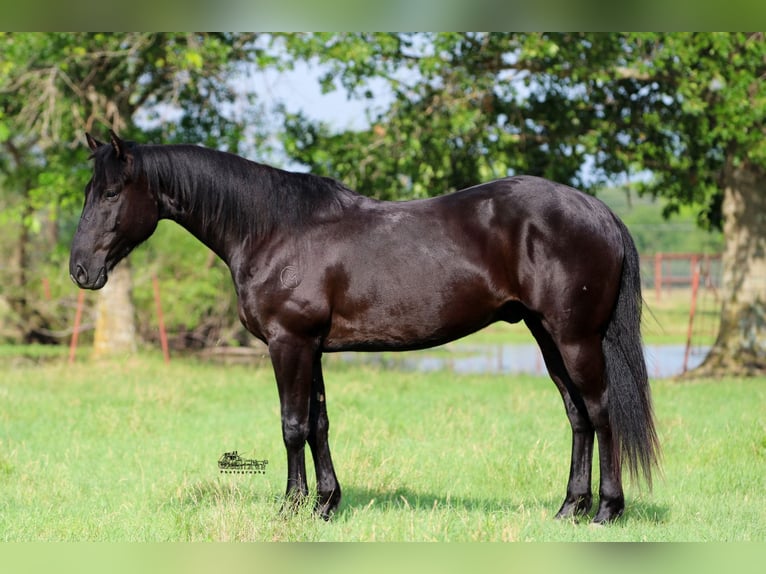 Quarterhäst Valack 5 år 152 cm Svart in Canton, TX