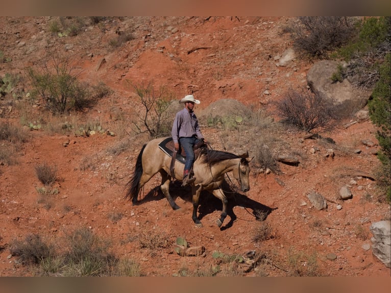 Quarterhäst Valack 5 år 155 cm Gulbrun in Canyon, TX
