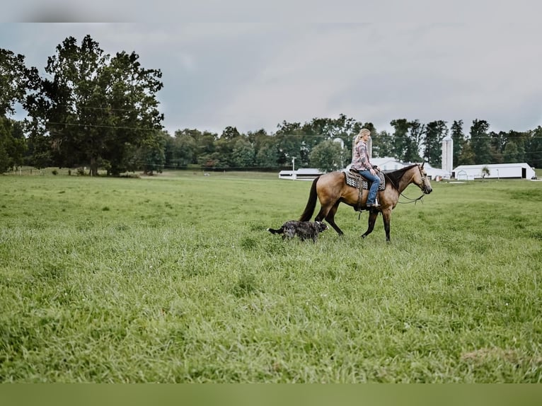 Quarterhäst Valack 5 år 155 cm Gulbrun in Dalton, OH