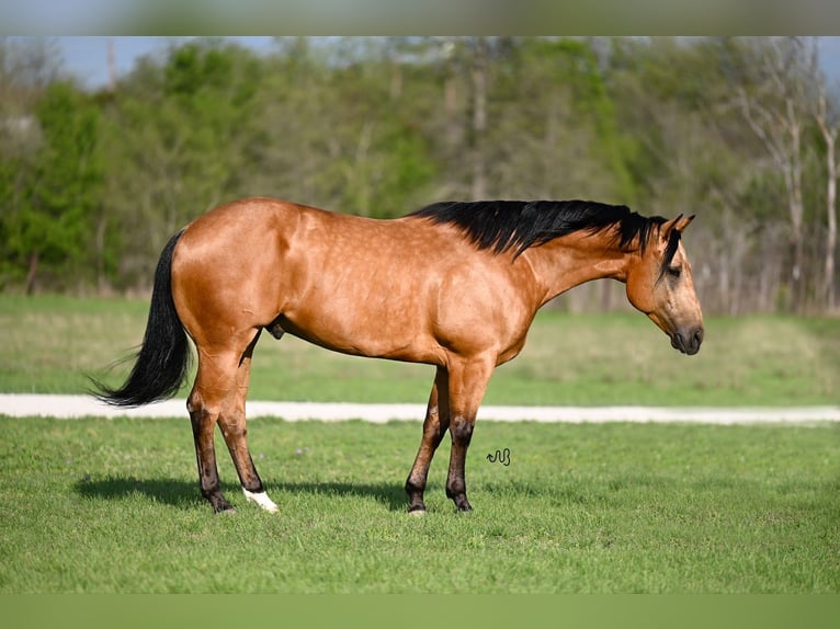 Quarterhäst Valack 5 år 155 cm Gulbrun in Waco