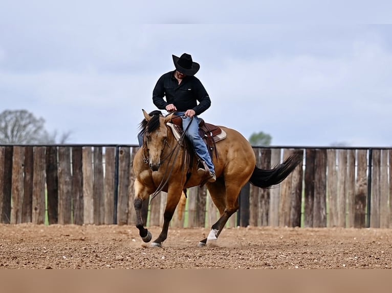 Quarterhäst Valack 5 år 155 cm Gulbrun in Waco