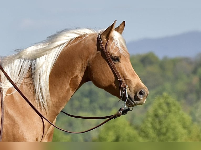 Quarterhäst Valack 5 år 155 cm Palomino in Crab Orchard, KY