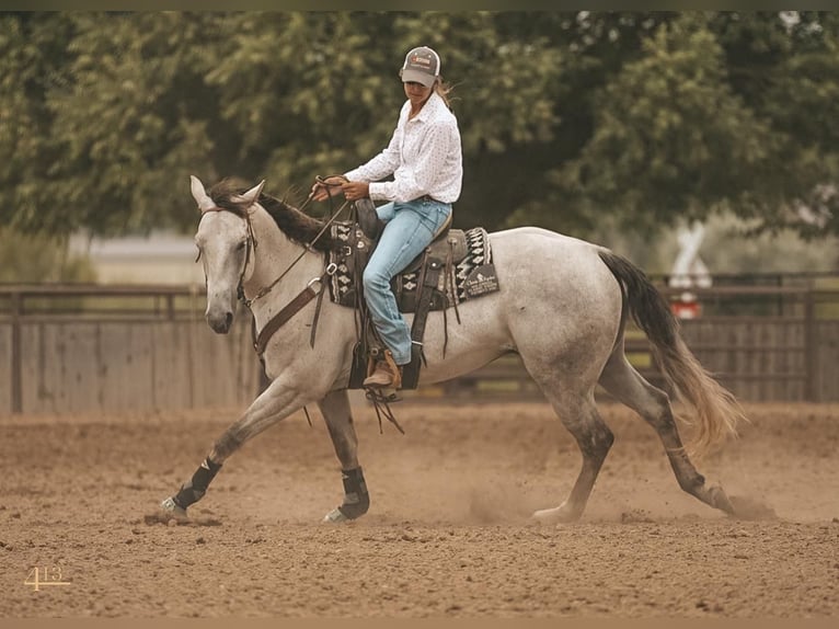 Quarterhäst Valack 5 år 163 cm Grå in Montrose, CO