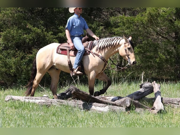 Quarterhäst Valack 5 år 163 cm Gulbrun in Mt Vernon, MO