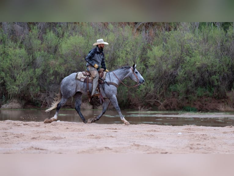 Quarterhäst Valack 5 år Grå in Canyon, TX