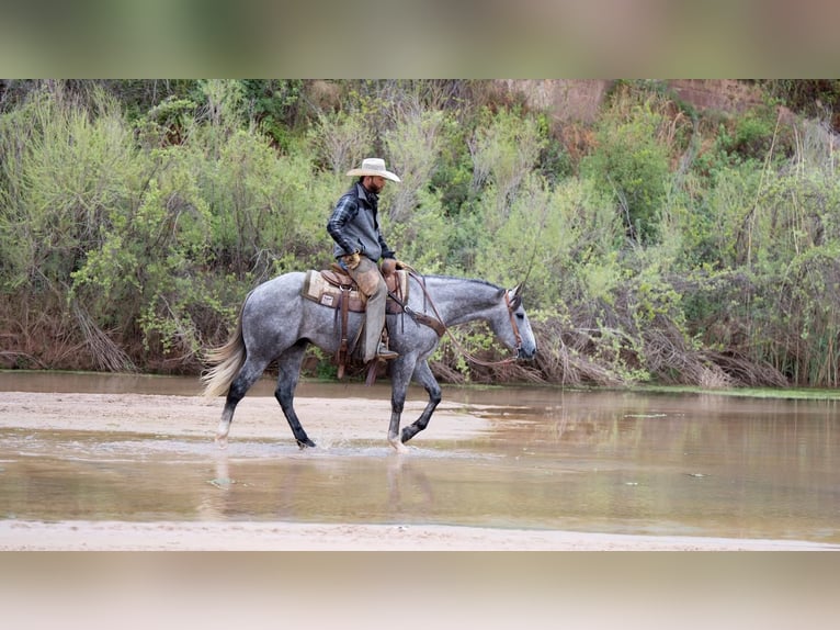 Quarterhäst Valack 5 år Grå in Canyon, TX
