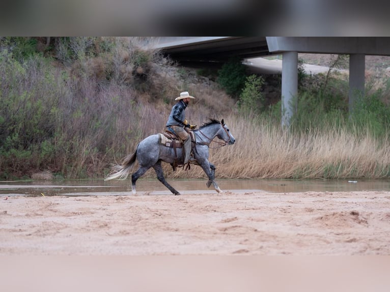 Quarterhäst Valack 5 år Grå in Canyon, TX