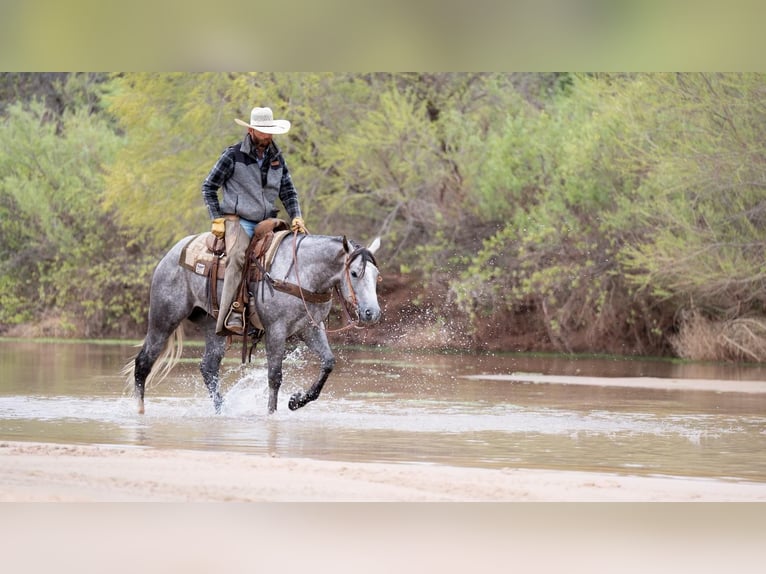 Quarterhäst Valack 5 år Grå in Canyon, TX