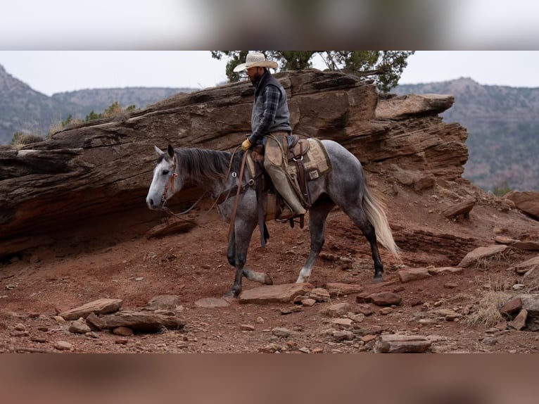 Quarterhäst Valack 5 år Grå in Canyon, TX