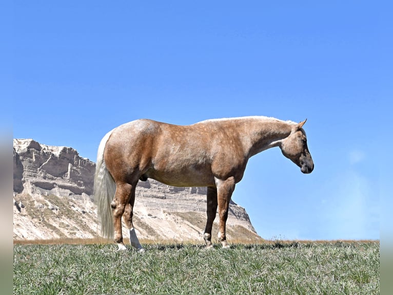 Quarterhäst Valack 5 år Gulbrun in Bayard, Nebraska