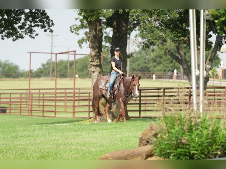 Quarterhäst Valack 5 år Rödskimmel in Addison, TX