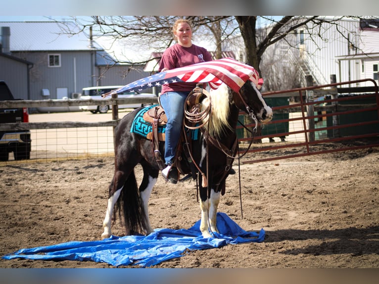 Quarterhäst Valack 6 år 142 cm Tobiano-skäck-alla-färger in Dyersville IA