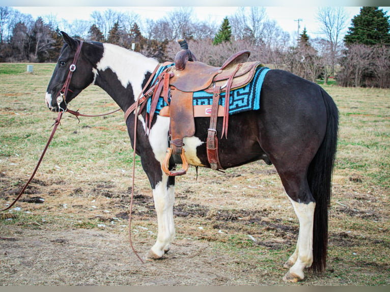 Quarterhäst Valack 6 år 142 cm Tobiano-skäck-alla-färger in Dyersville IA