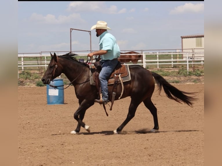 Quarterhäst Valack 6 år 147 cm Brun in Dalhart, TX