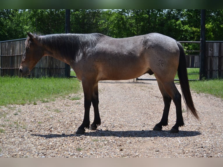 Quarterhäst Valack 6 år 147 cm Brunskimmel in Leonard, TX