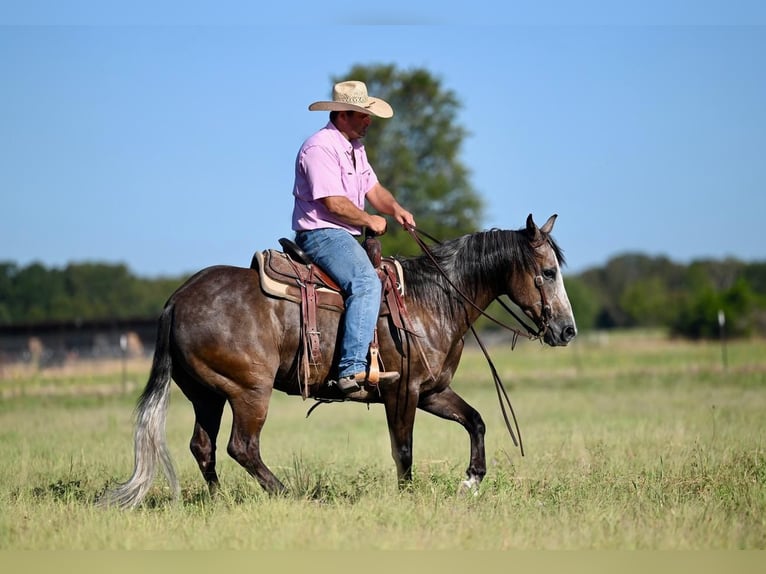 Quarterhäst Valack 6 år 147 cm Grå in Pennington, TX