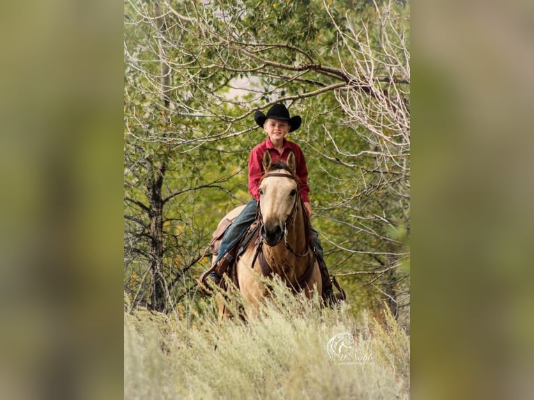 Quarterhäst Valack 6 år 147 cm Gulbrun in Cody, WY