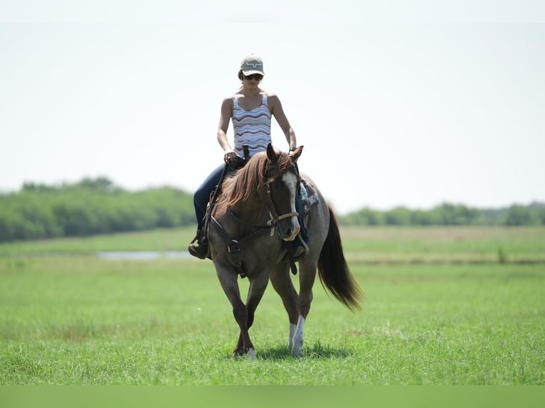 Quarterhäst Valack 6 år 147 cm Rödskimmel in Fort Worth, TX