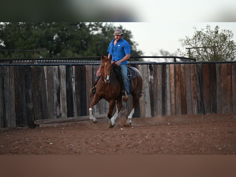 Quarterhäst Valack 6 år 147 cm Rödskimmel in Waco