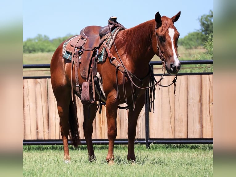 Quarterhäst Valack 6 år 150 cm Fux in Jacksboro, TX
