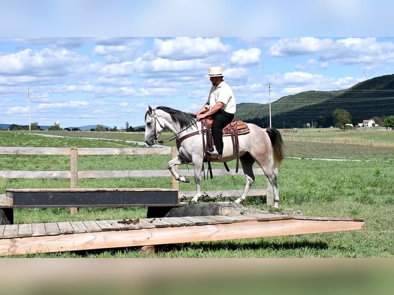 Quarterhäst Valack 6 år 150 cm Grå in Rebersburg, PA
