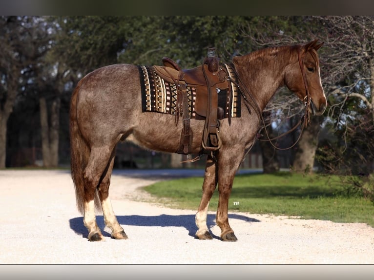 Quarterhäst Valack 6 år 150 cm Rödskimmel in Lipan, TX