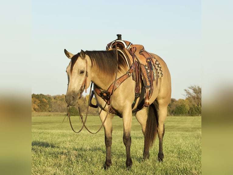 Quarterhäst Valack 6 år 152 cm Gulbrun in Buffalo, MO