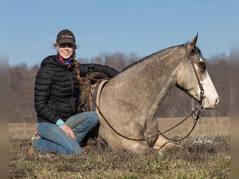 Quarterhäst Valack 6 år 152 cm Gulbrun in Madisonville, KY