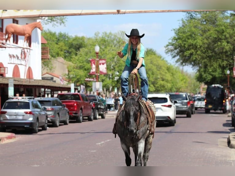 Quarterhäst Valack 6 år 152 cm Konstantskimmel in Stephenville, TX