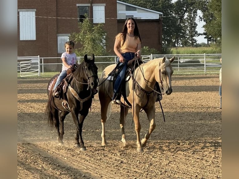 Quarterhäst Valack 6 år 152 cm Palomino in Buffalo, MO