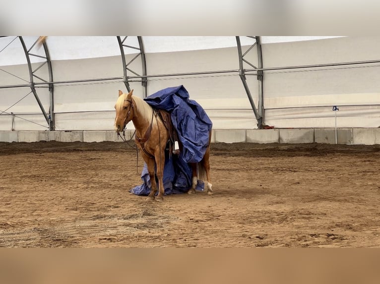 Quarterhäst Valack 6 år 152 cm Palomino in Saint Anthony