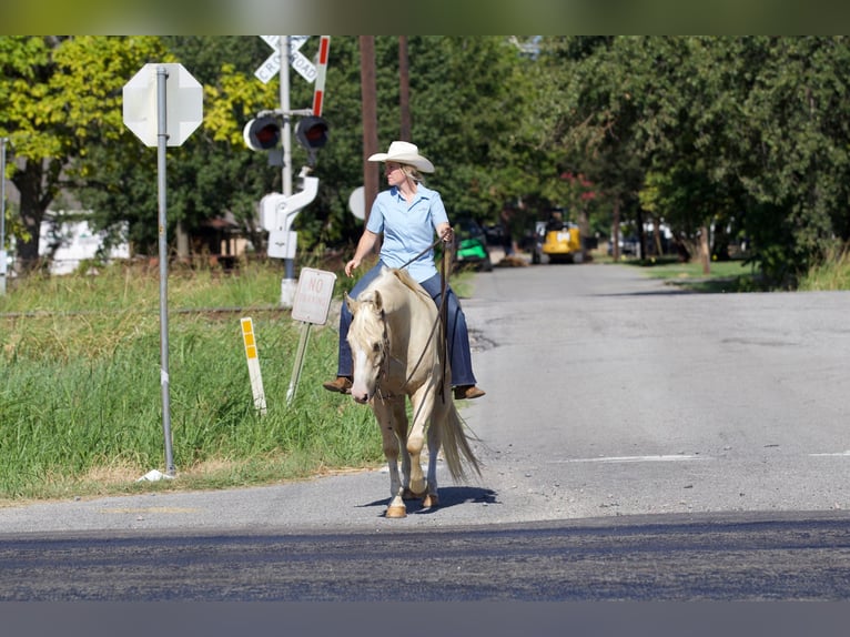 Quarterhäst Valack 6 år 152 cm Palomino in Collinsville