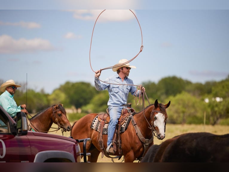 Quarterhäst Blandning Valack 6 år 152 cm in Terrell, TX