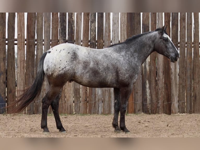 Quarterhäst Valack 6 år 152 cm Svart in Breckenridge TX