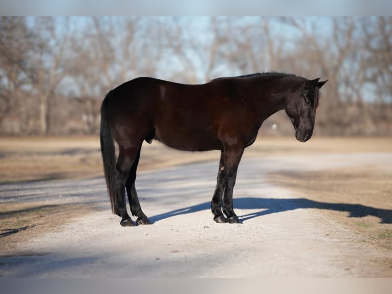 Quarterhäst Valack 6 år 152 cm Svart in Weatherford, TX
