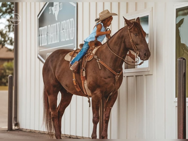 Quarterhäst Valack 6 år 152 cm Svart in Weatherford, TX