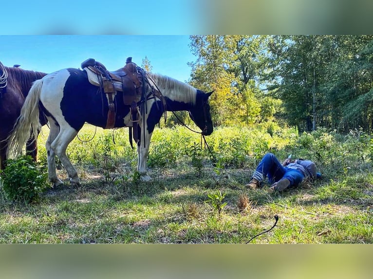 Quarterhäst Valack 6 år 155 cm Tobiano-skäck-alla-färger in Canton TX