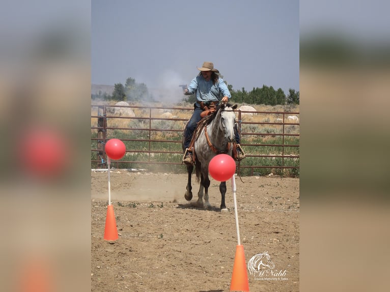 Quarterhäst Valack 6 år 157 cm Grå in Cody